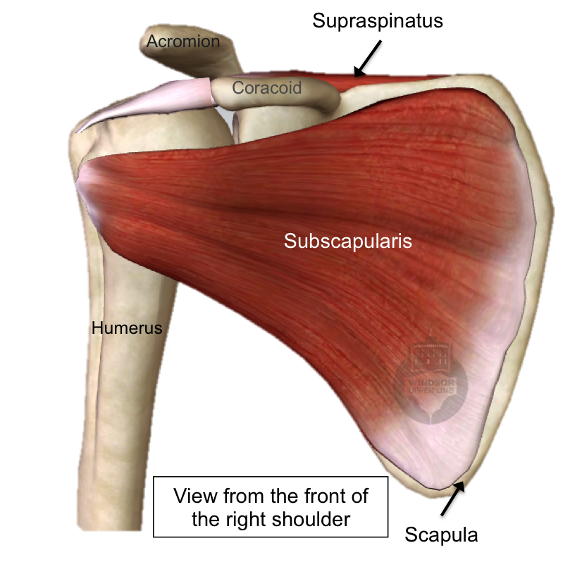 Rotator Cuff Healthcare Functional Integrative Therapy